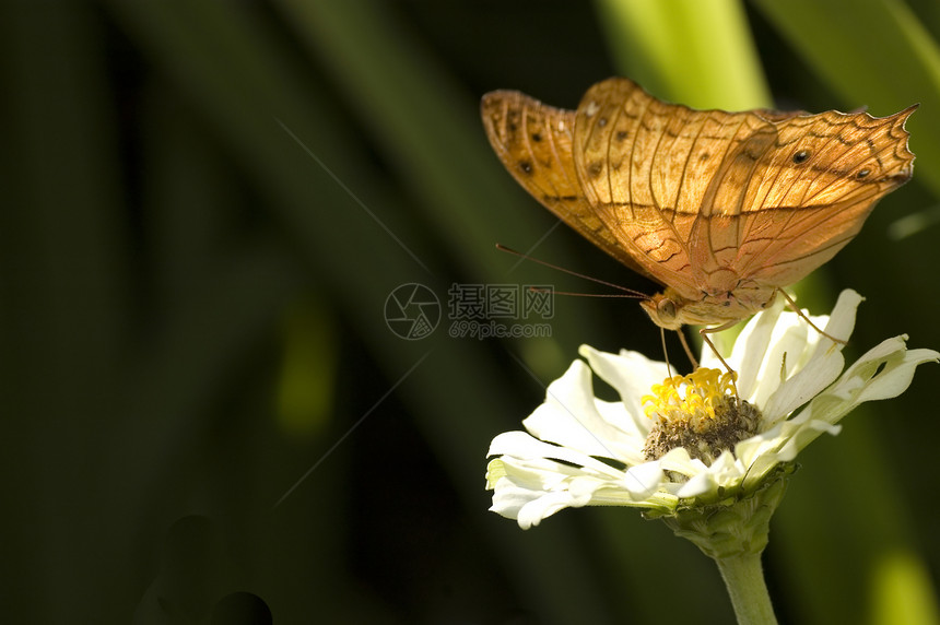 蝴蝶天线飞行花园宏观季节昆虫野生动物动物群翅膀图片
