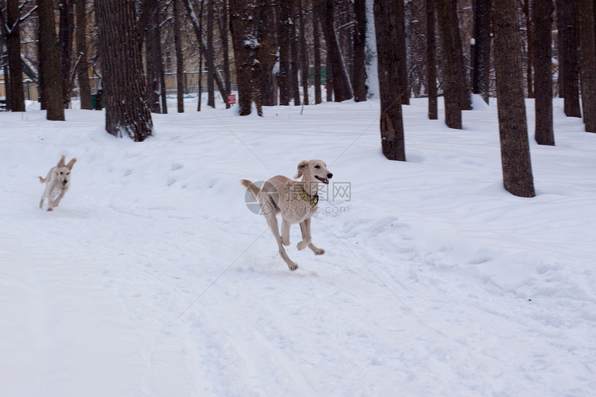 两只跑的猎犬图片