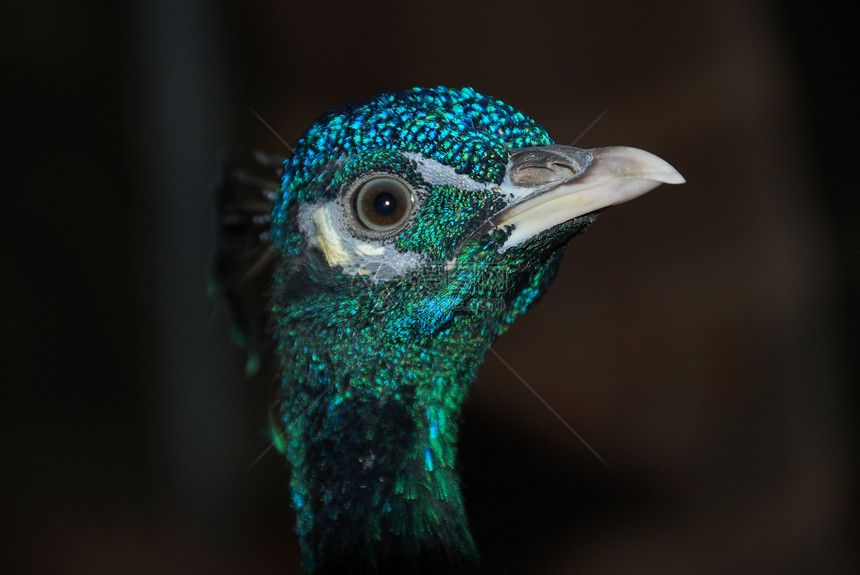 孔雀羽毛公园野生动物动物眼睛绿色蓝色脖子图片
