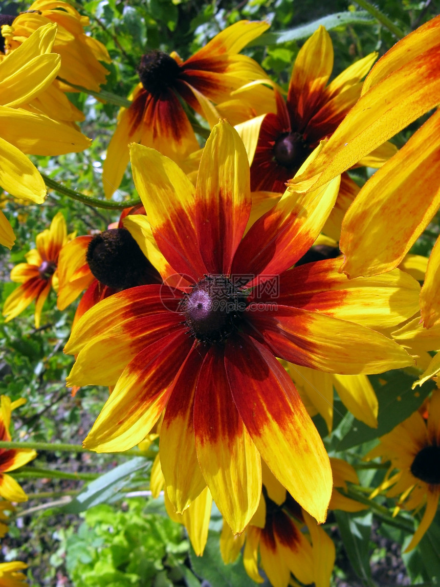 鲁德贝卡金子黄色红色小太阳植物图片