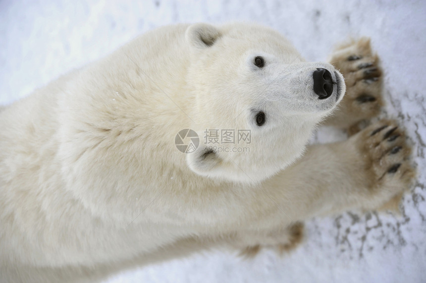 北极熊的肖像栖息地爪子捕食者危险濒危毛皮寒冷苔原哺乳动物天气图片