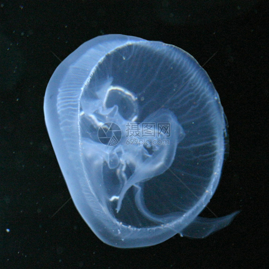 水族馆中的Jellyfish 马来-Qualle图片
