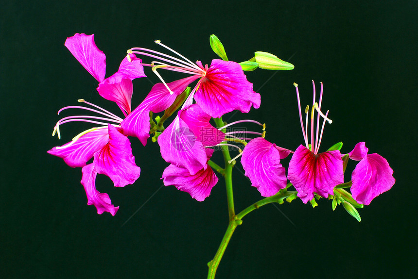 巴比尼亚紫荆花材料热带黑色粉色花园植物群植物学背景植物图片