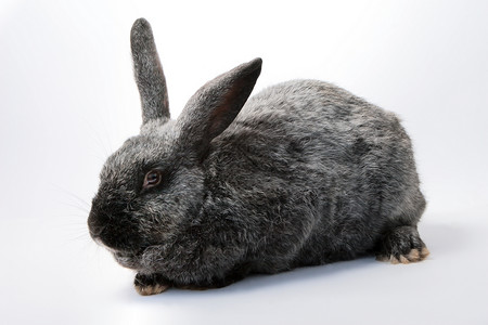 灰兔灰色头发兔子毛皮宠物黄褐色背景图片