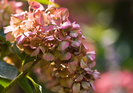 夏季末的Hortensia花朵     水平背景图片