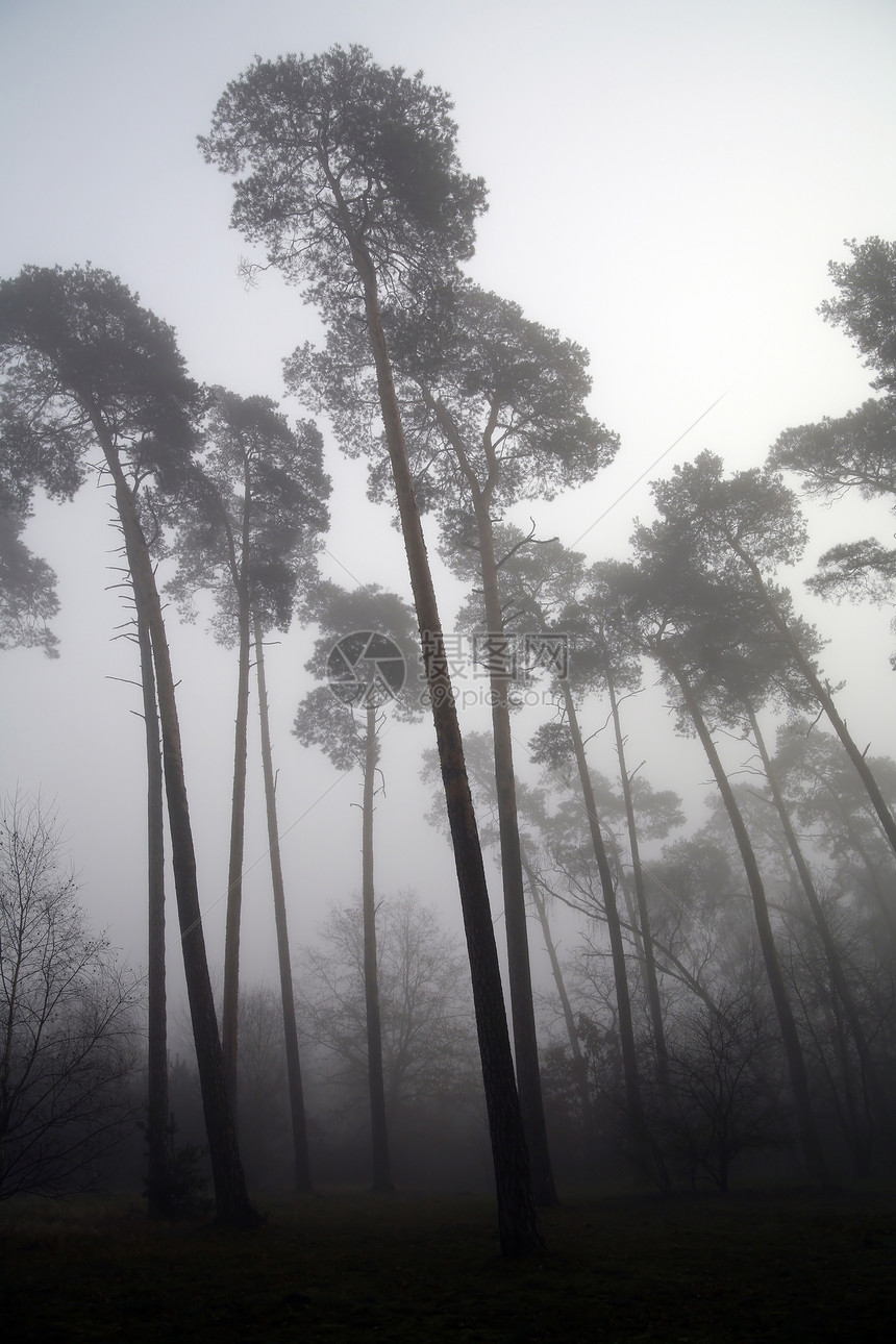 浓雾森林黑暗林业冥想横梁荒野牛奶树叶天气薄雾生态图片