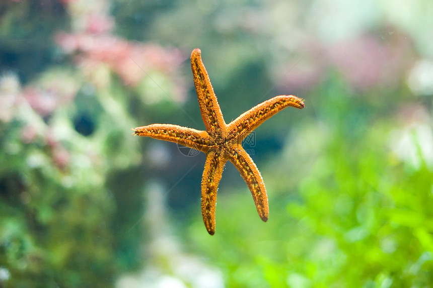 美丽的海星热带异国动物园野生动物水族馆生活珊瑚动物群情调荒野图片