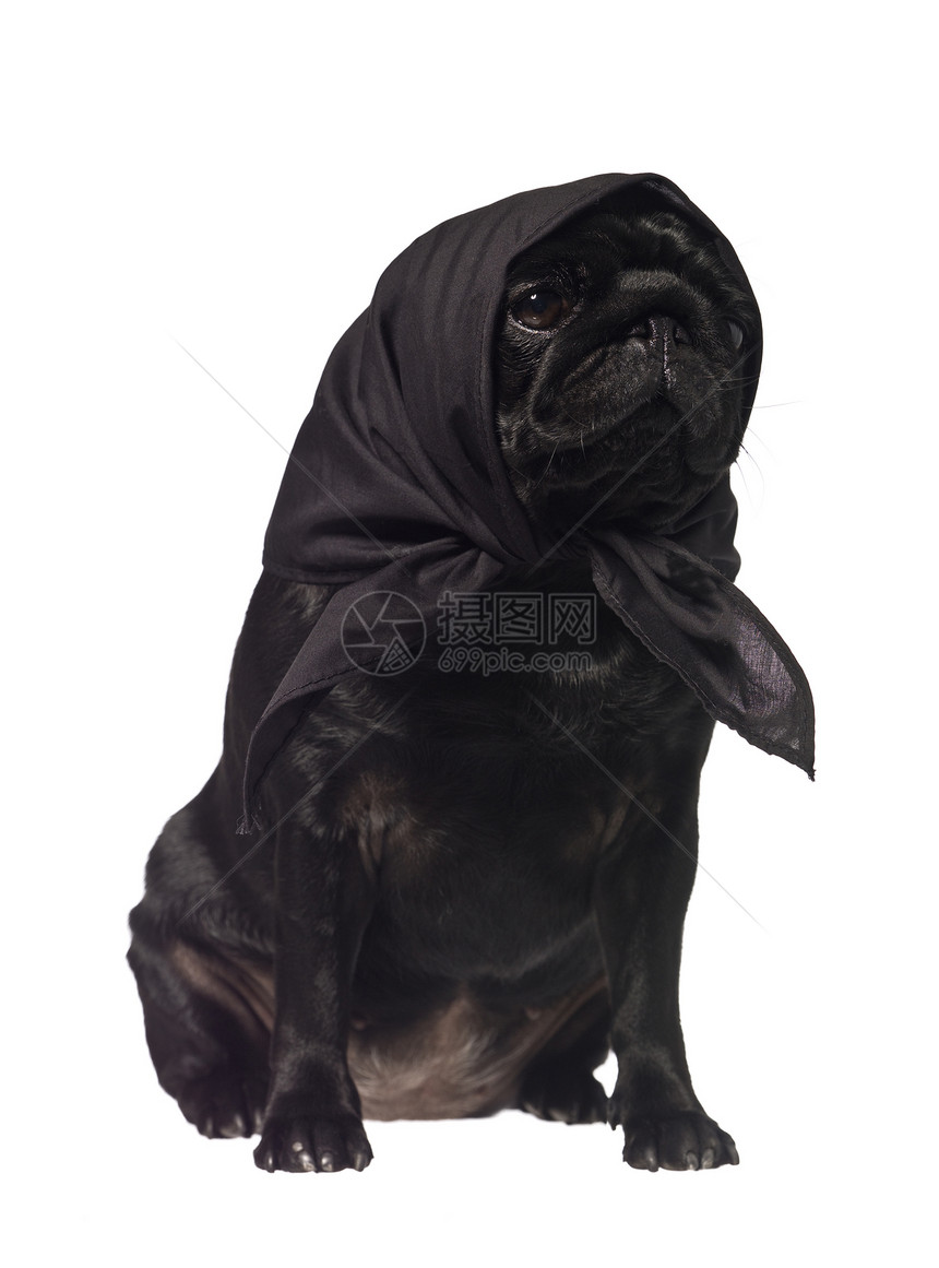 头上戴围巾的帕格红色哺乳动物家畜小狗宠物犬类影棚纯种动物黑色图片