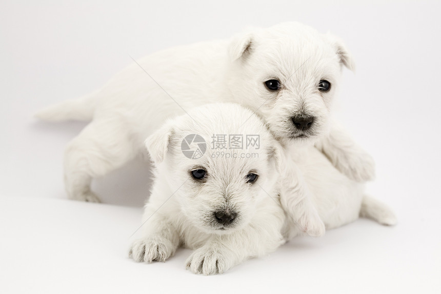 玩小狗狗婴儿宠物新生垃圾小狗工作室犬类白色生活动物图片