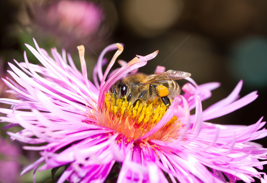 粉红花上的蜜蜂黄色植物紫色花园翅膀粉色荒野活力条纹花粉图片