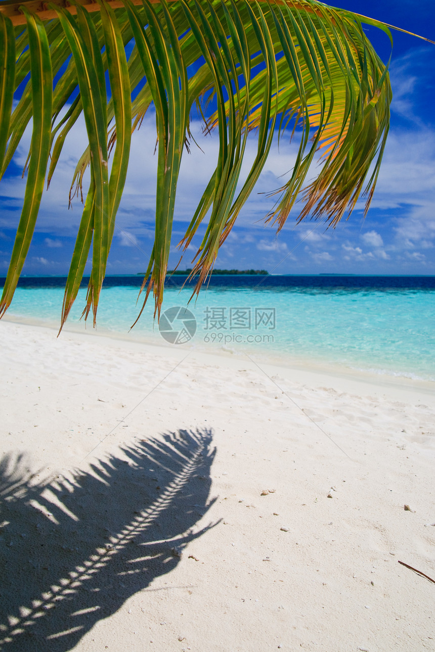马尔代夫的热带天堂海景场景植物美丽气候叶子海岸线蓝色太阳风景图片