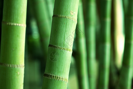 竹竹林生物文化竹子植物森林生长气候园艺花园蔬菜背景图片