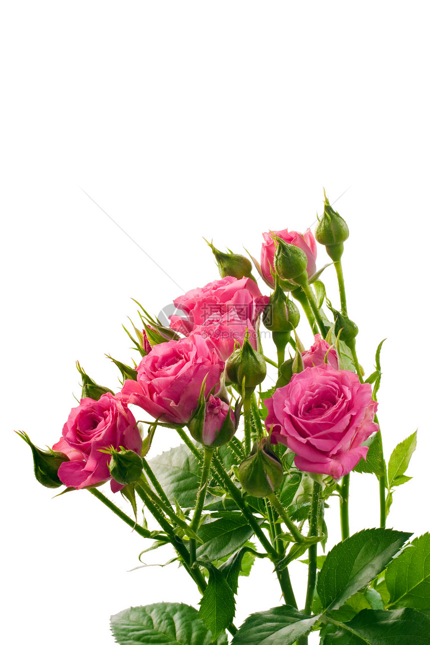 明亮粉红玫瑰粉色新娘花束蔷薇感激图片