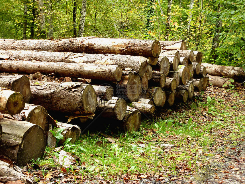 森林中的树苗林地柴堆记录砍伐工业树木制造业美丽林业叶子