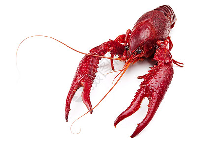 龙虾海鲜胸甲动物甲壳类小龙虾美食食物种皮红色脆皮背景图片