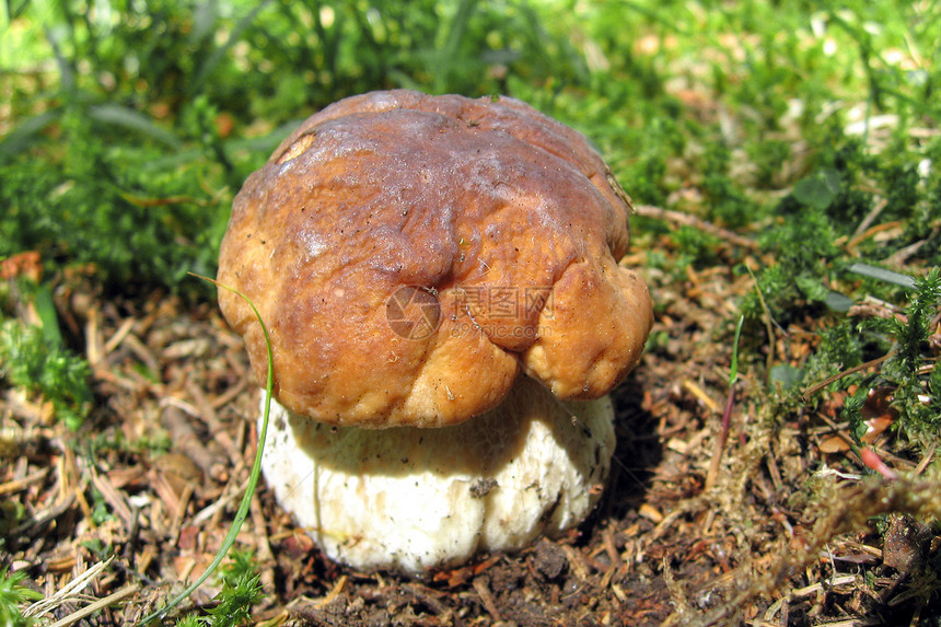 2007年多洛米特市Mushroom图片