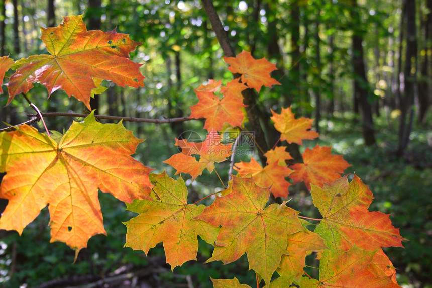 林木中的秋叶图片