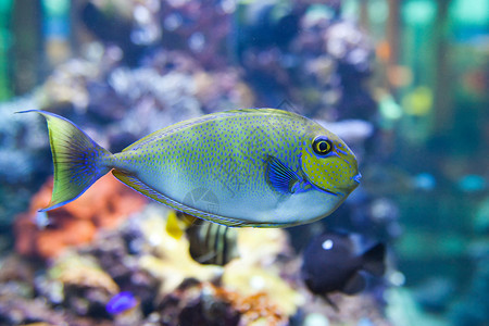 阿瓦纳水族馆热带世界比尼诺丝大龙鱼鼻独角蓝色海洋游泳动物情调珊瑚水族馆浮潜异国背景