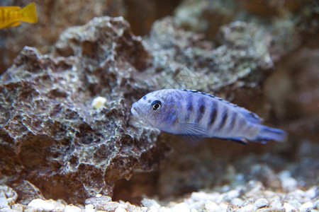 热带世界蓝色异国潜水情调游泳水族馆海洋野生动物珊瑚动物自然高清图片素材