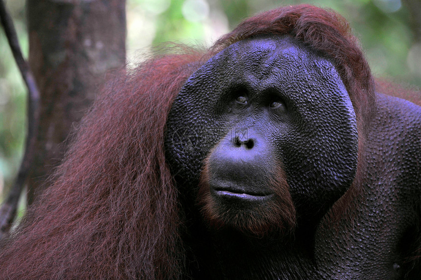 奥兰古坦的成年男性动物灵长类红褐色野生动物侏儒森林猩猩雨林猿猴情感图片