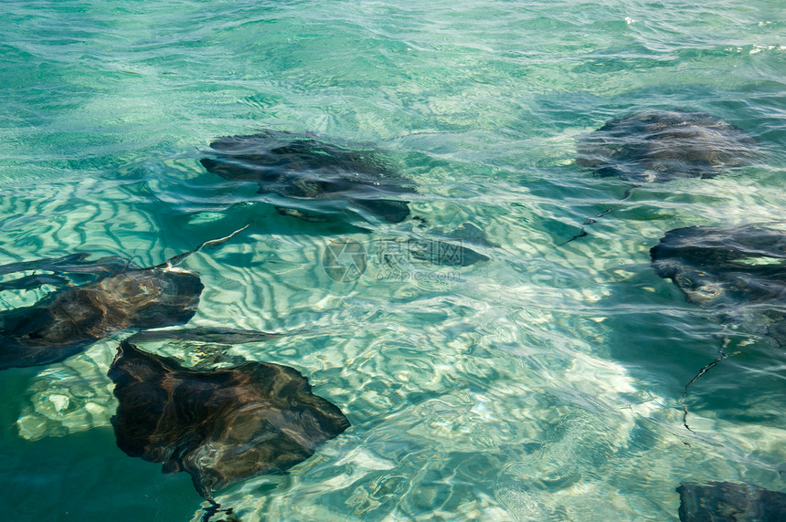 书写线潜水野生动物射线海洋游泳蓝色热带地区浮潜动物图片