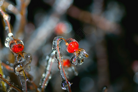 冷冻桶野蔷薇枝条宏观冰晶森林季节树木植物背景图片