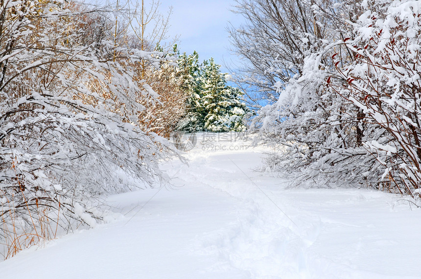 冬季森林路线荒野分支机构木头场景降雪风景远足天气小路季节图片
