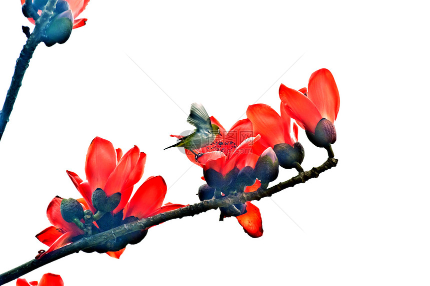 鸟儿在红卡波克休息黄色红色食物花园花朵鸟类雌蕊图片
