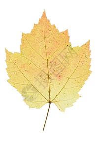 秋叶植物黄色树叶季节性背景图片