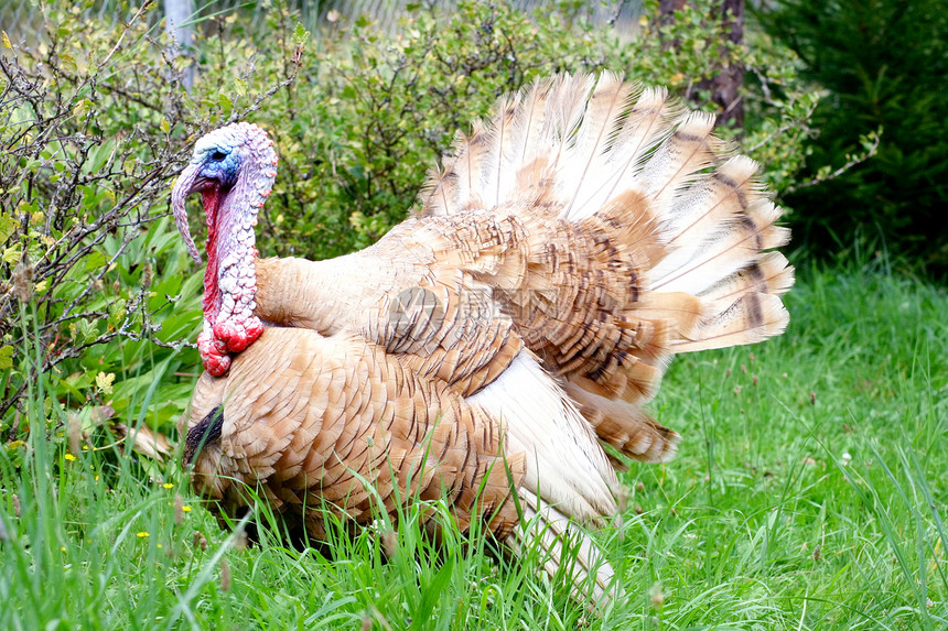 寻求土耳其梅莱格里斯杰洛帕沃绿色家禽鸟类火鸡动物真相凝胶草地大自然图片