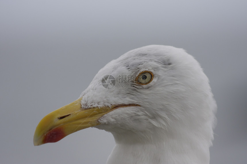 野海鸥肖像动物野生动物海洋自由翅膀白色航班眼睛海鸟图片