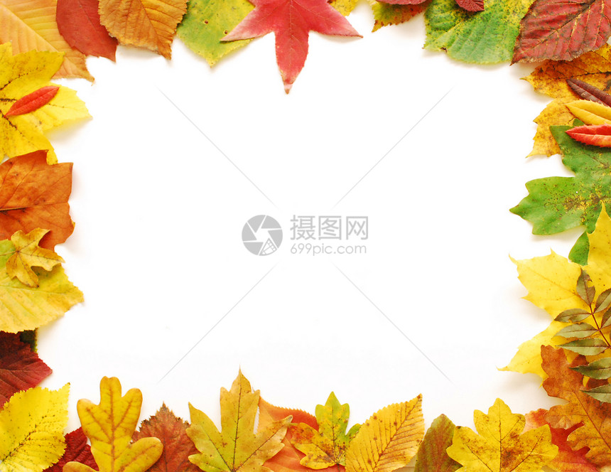 秋季休假框架季节白色黄色树叶季节性橙子构图叶子红色图片