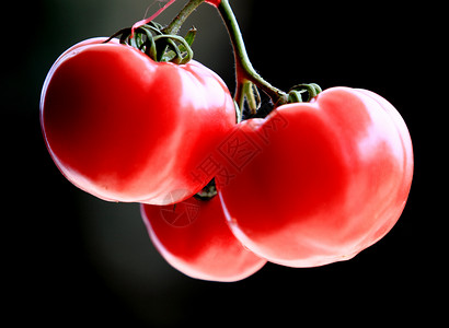 食物 蔬菜 番茄红色文章专题营养水果背景图片