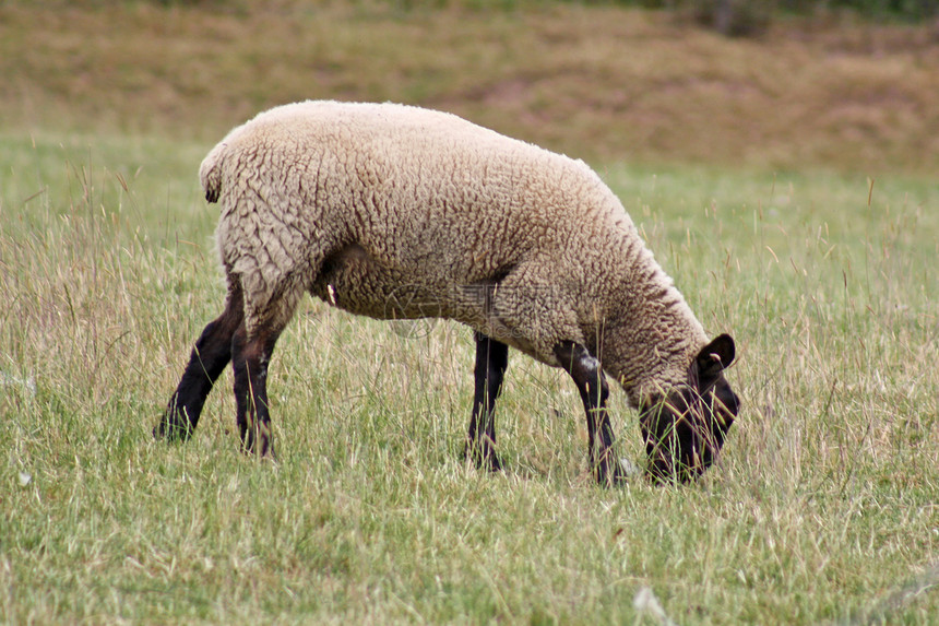 牧羊农田孩子动物家畜哺乳动物母亲晴天牧场场地荒野图片