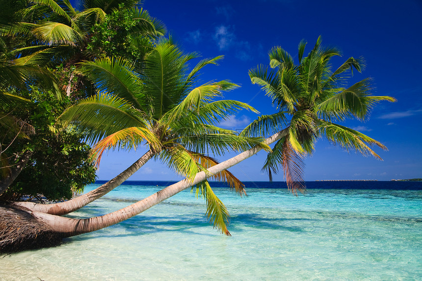 马尔代夫的热带天堂风景植物游客游泳蓝色海景场景气候叶子旅行图片