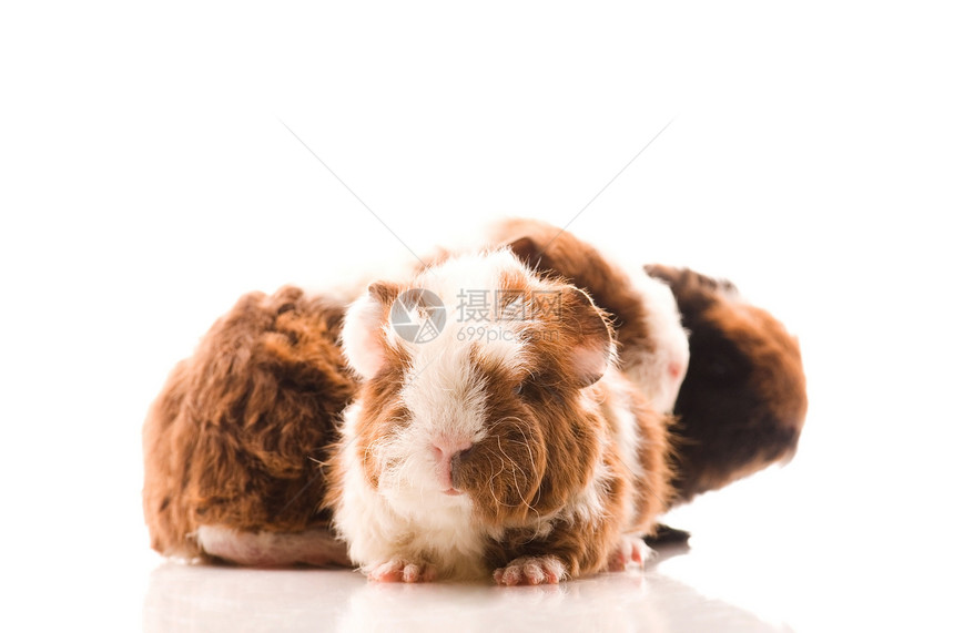 婴儿实验猪仓鼠爪子新生头发哺乳动物宏观反射沙鼠工作室胡须图片