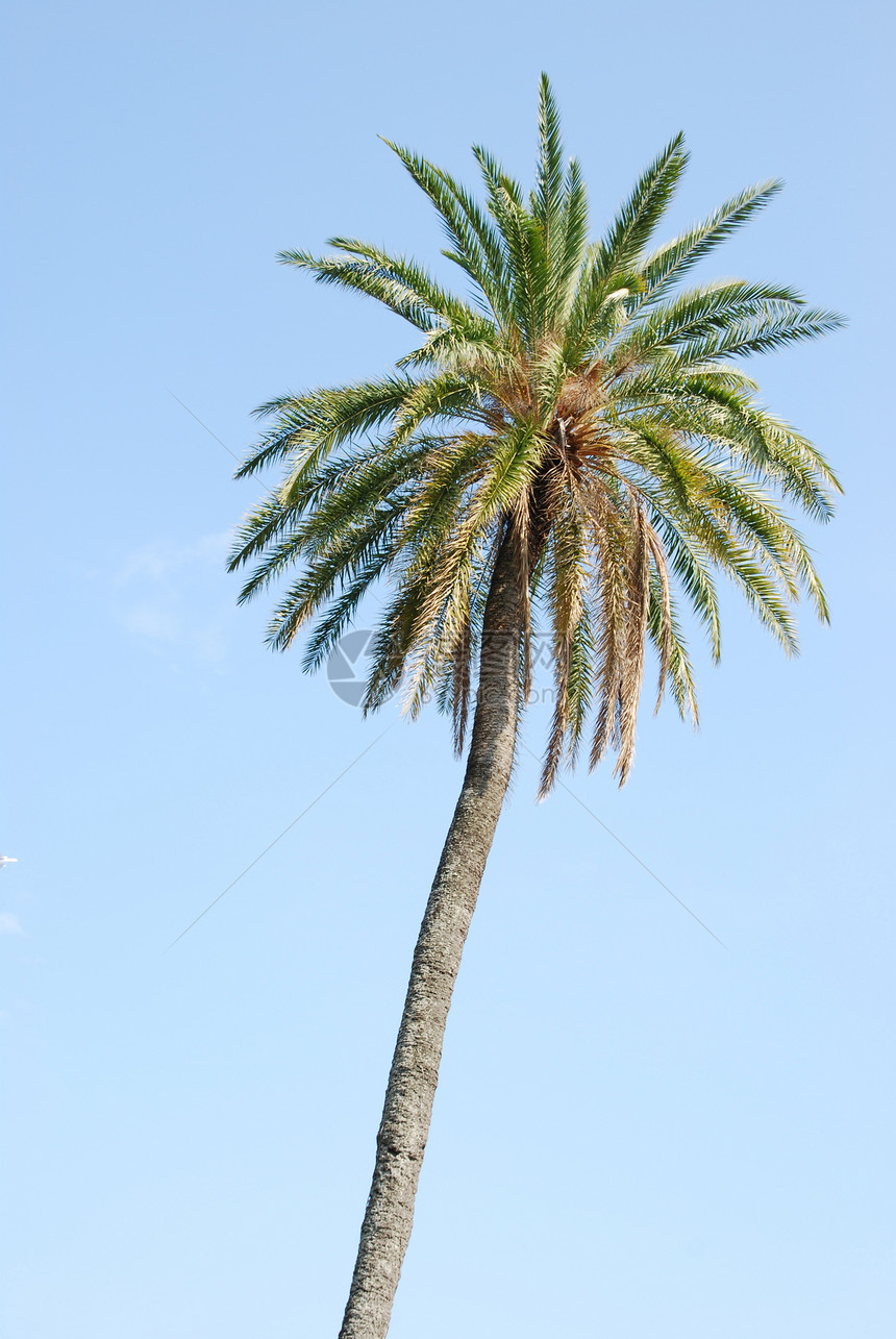 蓝天空背景棕榈树植物天空绿色植物群海滩树干植物学蓝色异国情调图片