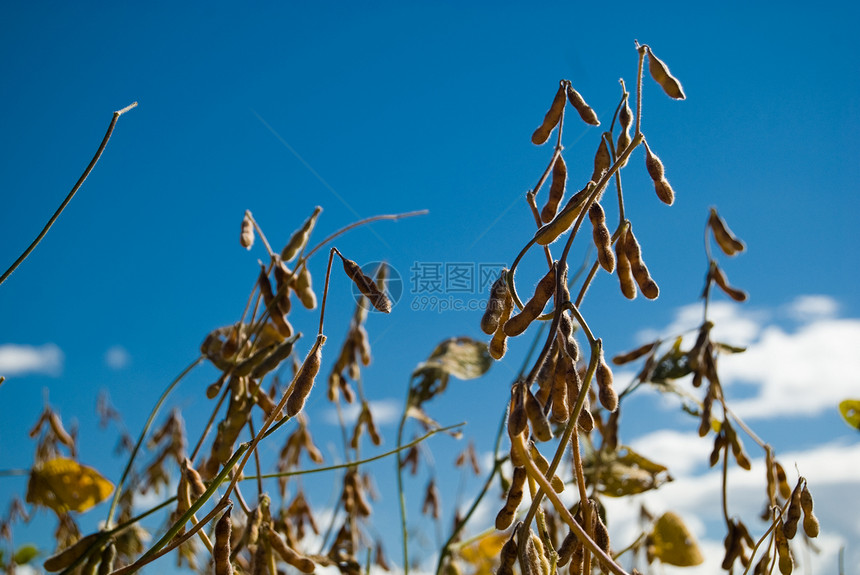 黄豆水果树叶种子农学家生物学粮食环境天空蓝色农田图片