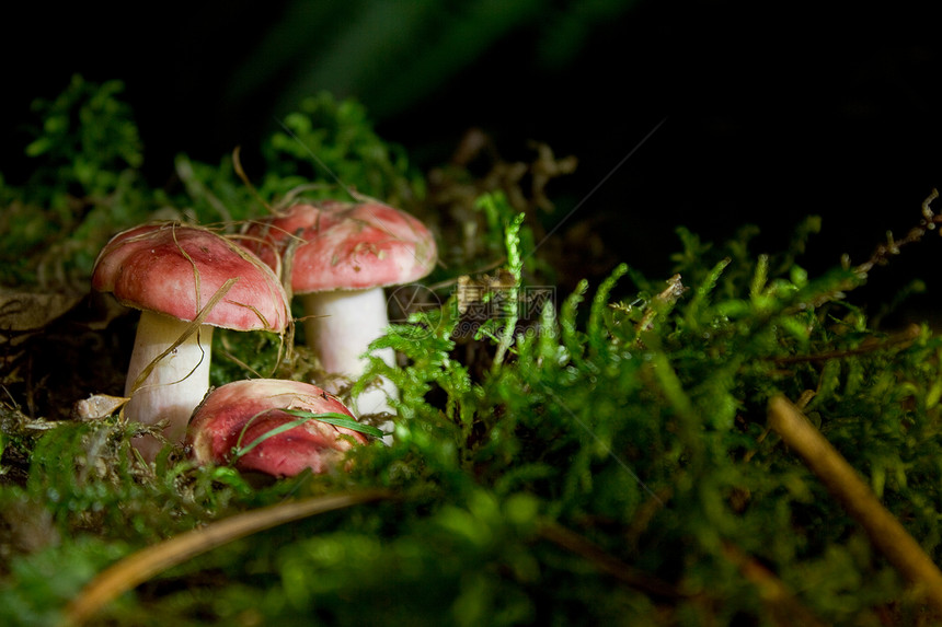 鲁苏拉森林蔬菜菌类烹饪荒野宏观饮食团体木头植物图片
