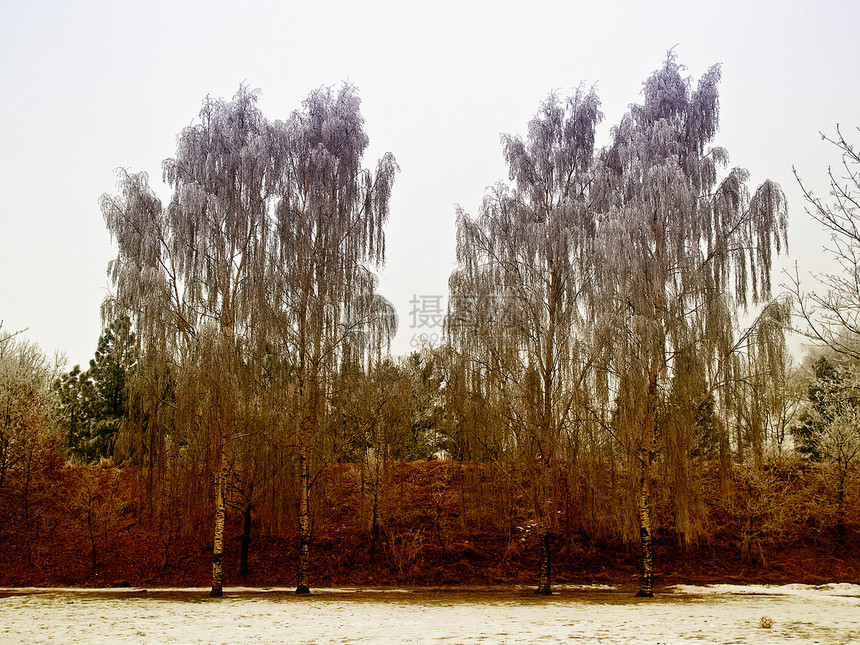 冬季自然背景图象中的树木水平白色场景荒野新年季节城市风景天气假期图片