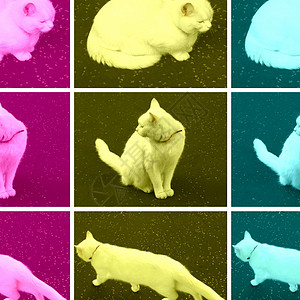 流行艺术猫插图黄色白色小猫拼贴画青色背景图片