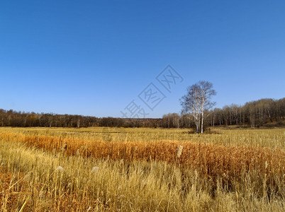 回子形长着卷发和子的横形风景季节蓝色草地木头地平线金子天空芦苇背景
