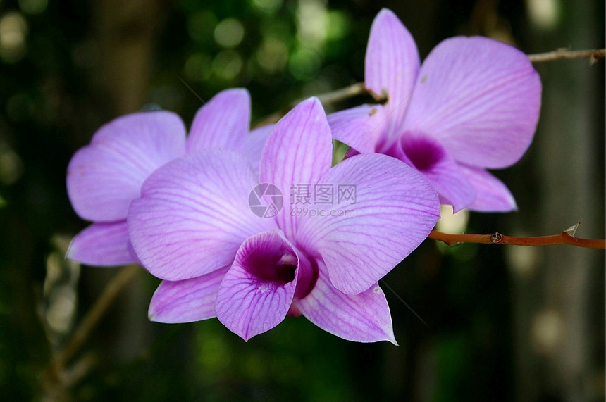 紫兰花三色图片