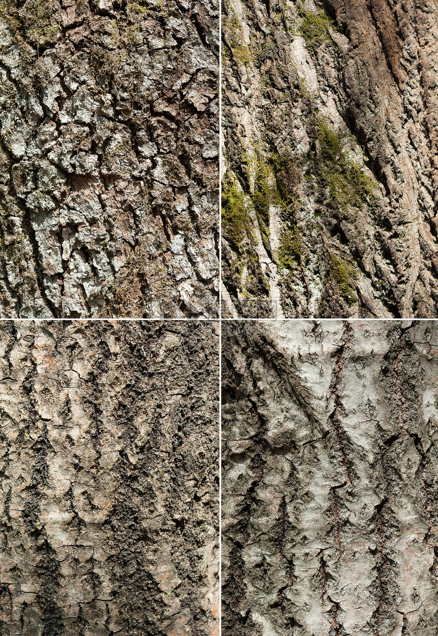 树皮植物苔藓木头森林图片