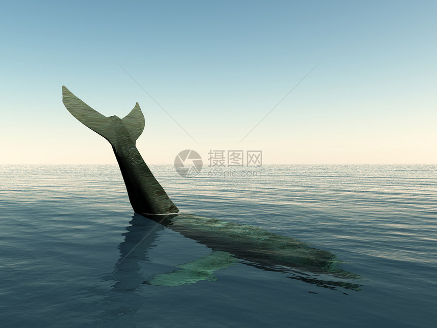 鲸尾尾巴濒危力量热带生活海洋动物海浪哺乳动物游泳图片