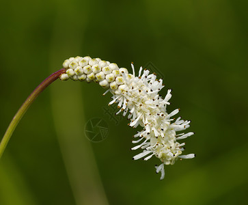 绿色背景的白花朵花瓣白色植物植物学植物群背景图片