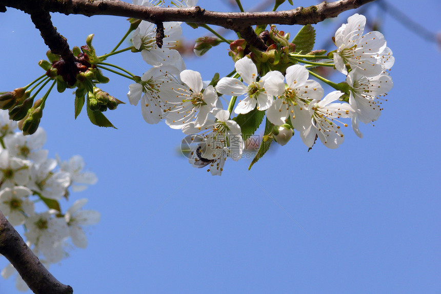 樱花花花粉工作花瓣蓝色白色枝条天空速度蜜蜂传单图片