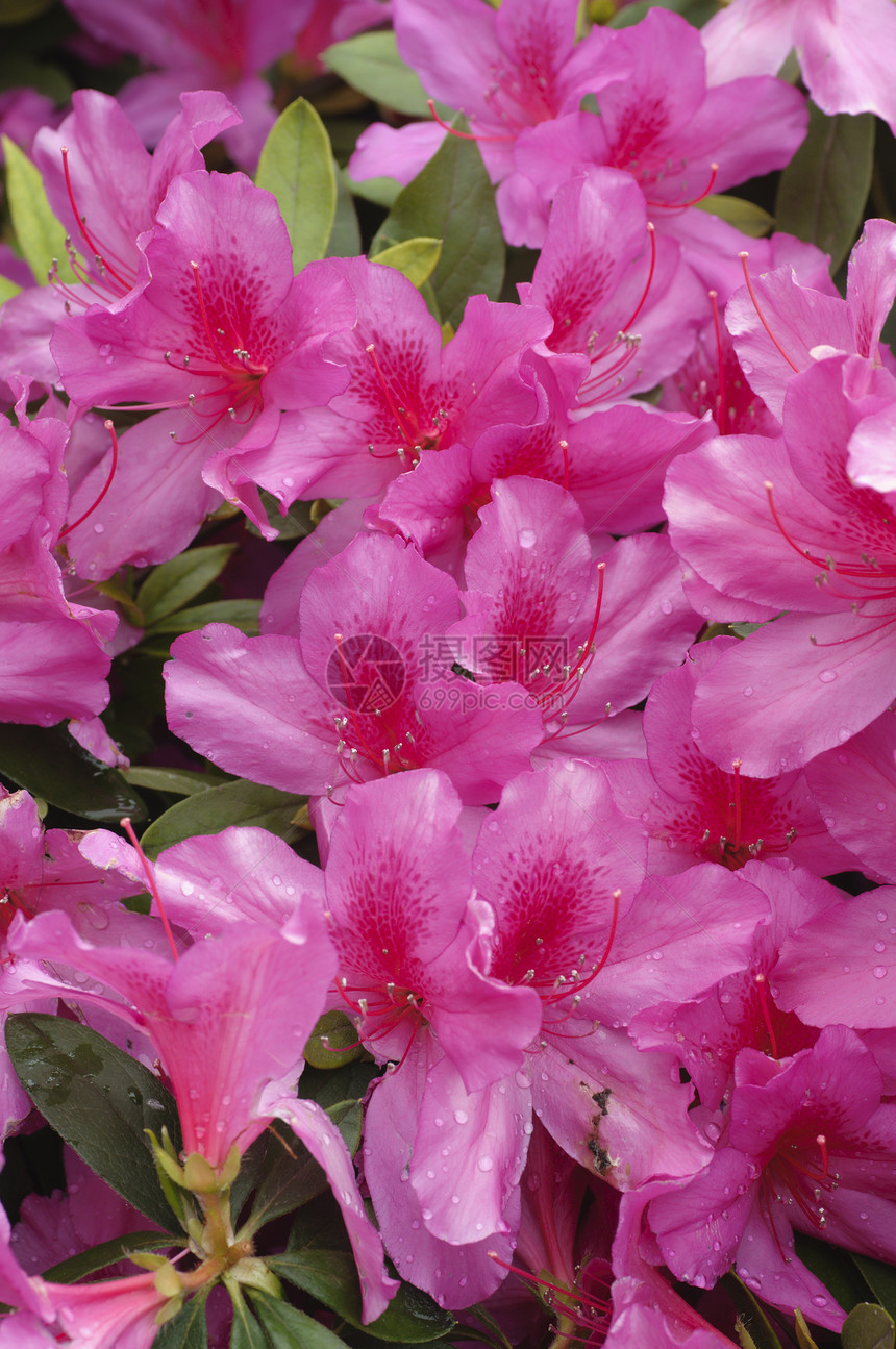 粉色和红色的阿萨利亚花朵盛开图片