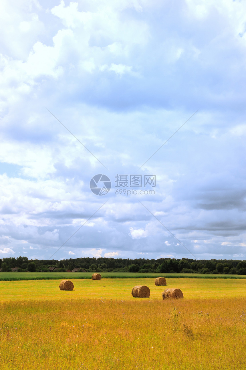 阳光明媚的夏日第2天粮食谷物玉米季节植物燕麦蓝色收藏小麦收获图片