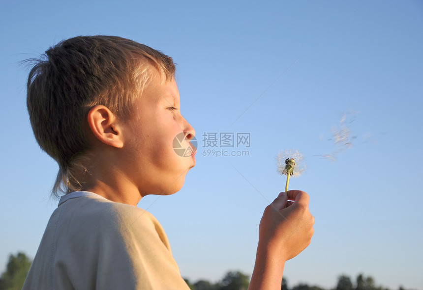 男孩吹花朵天空杂草自由植物迷信花园乐趣孩子种子头男生图片